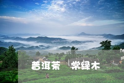 普洱茶 常绿木/2023041125360